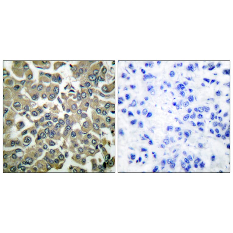 Immunohistochemistry - Anti-WNK1 (phospho Thr58) Antibody (A0093) - Antibodies.com