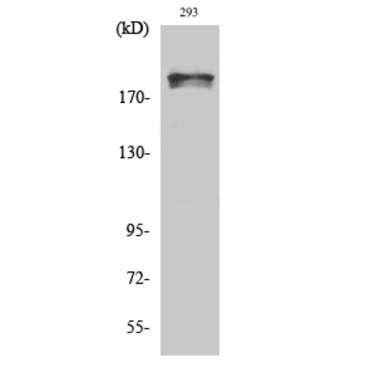 Western Blot - Anti-WNK1 (phospho Thr58) Antibody (A0093) - Antibodies.com