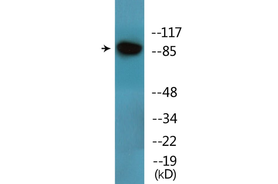 Western Blot - Anti-UBF (phospho Ser484) Antibody (P12-1196) - Antibodies.com