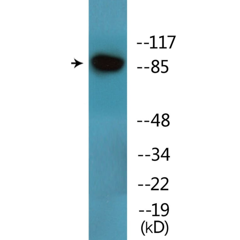 Western Blot - Anti-UBF (phospho Ser484) Antibody (P12-1196) - Antibodies.com