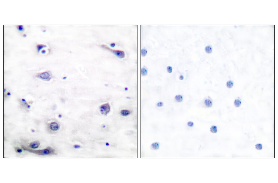 Immunohistochemistry - Anti-Tau (phospho Ser422) Antibody (A7243) - Antibodies.com