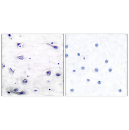 Immunohistochemistry - Anti-Tau (phospho Ser422) Antibody (A7243) - Antibodies.com