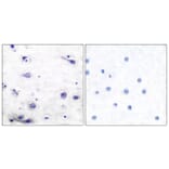 Immunohistochemistry - Anti-Tau (phospho Ser422) Antibody (A7243) - Antibodies.com