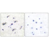 Immunohistochemistry - Anti-Tau (phospho Ser356) Antibody (A7240) - Antibodies.com