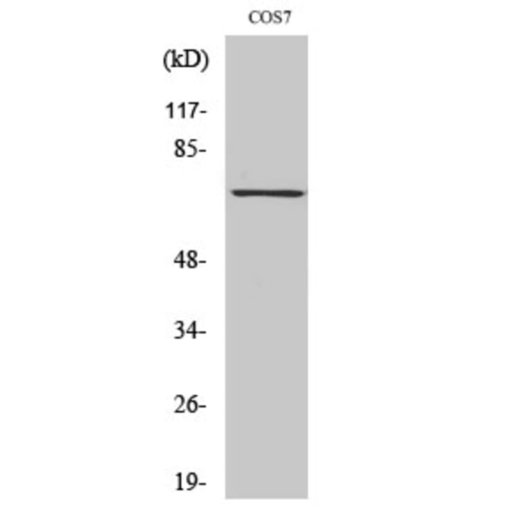 Western Blot - Anti-SYK (phospho Tyr525) Antibody (A0092) - Antibodies.com