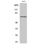 Western Blot - Anti-SYK (phospho Tyr525) Antibody (A0092) - Antibodies.com