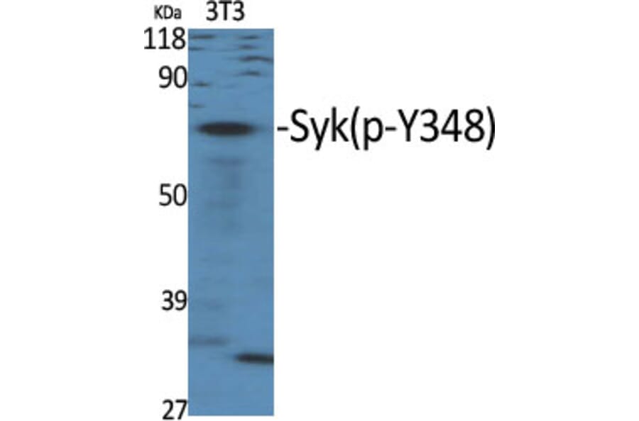 Western Blot - Anti-SYK (phospho Tyr348) Antibody (A0091) - Antibodies.com