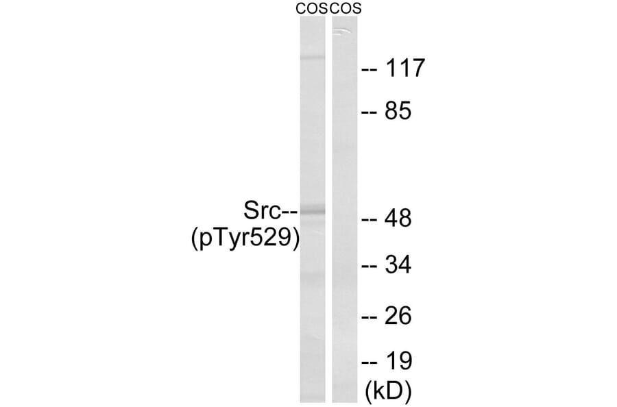 Western Blot - Anti-Src (phospho Tyr529) Antibody (A7220) - Antibodies.com