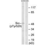 Western Blot - Anti-Src (phospho Tyr529) Antibody (A7220) - Antibodies.com