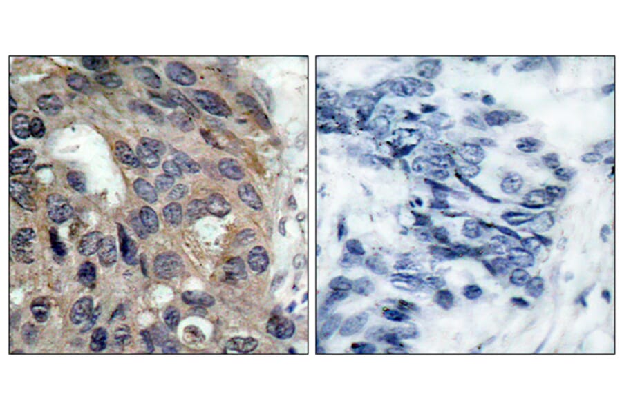 Immunohistochemistry - Anti-Src (phospho Tyr529) Antibody (A7220) - Antibodies.com
