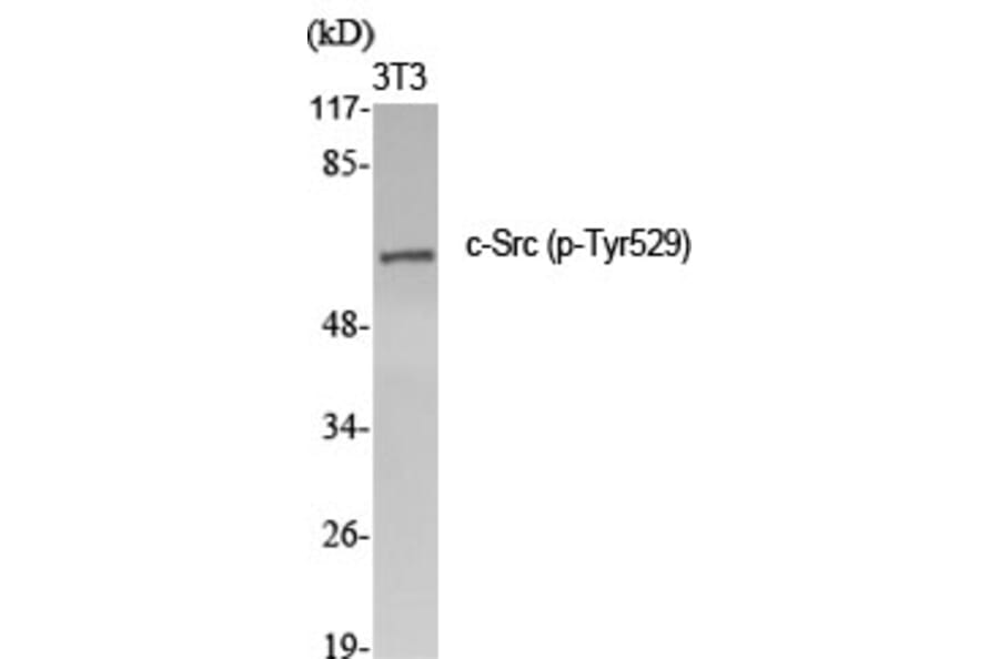 Western Blot - Anti-Src (phospho Tyr529) Antibody (A7220) - Antibodies.com
