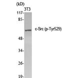 Western Blot - Anti-Src (phospho Tyr529) Antibody (A7220) - Antibodies.com