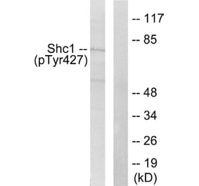 Western Blot - Anti-Shc (phospho Tyr427) Antibody (A0025) - Antibodies.com