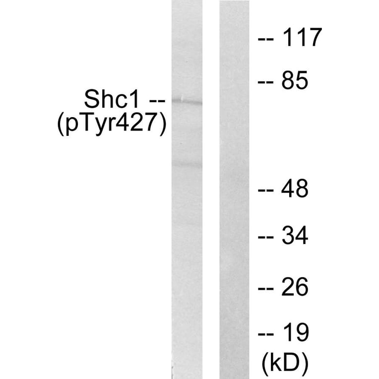 Western Blot - Anti-Shc (phospho Tyr427) Antibody (A0025) - Antibodies.com