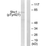 Western Blot - Anti-Shc (phospho Tyr427) Antibody (A0025) - Antibodies.com