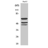 Western Blot - Anti-Shc (phospho Tyr427) Antibody (A0025) - Antibodies.com