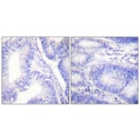 Immunohistochemistry - Anti-Shc (phospho Tyr427) Antibody (A0025) - Antibodies.com