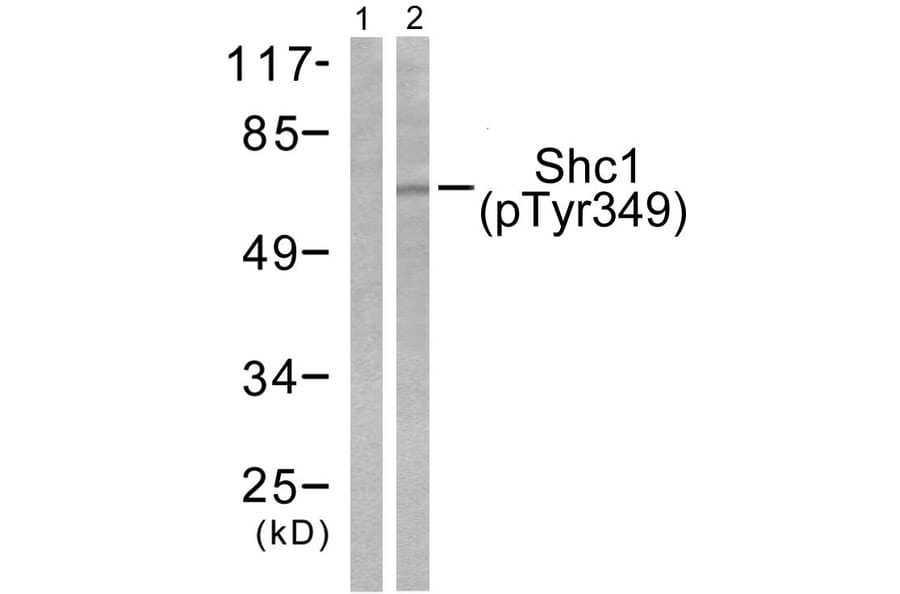 Western Blot - Anti-Shc (phospho Tyr349) Antibody (A0024) - Antibodies.com