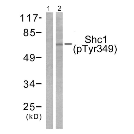 Western Blot - Anti-Shc (phospho Tyr349) Antibody (A0024) - Antibodies.com