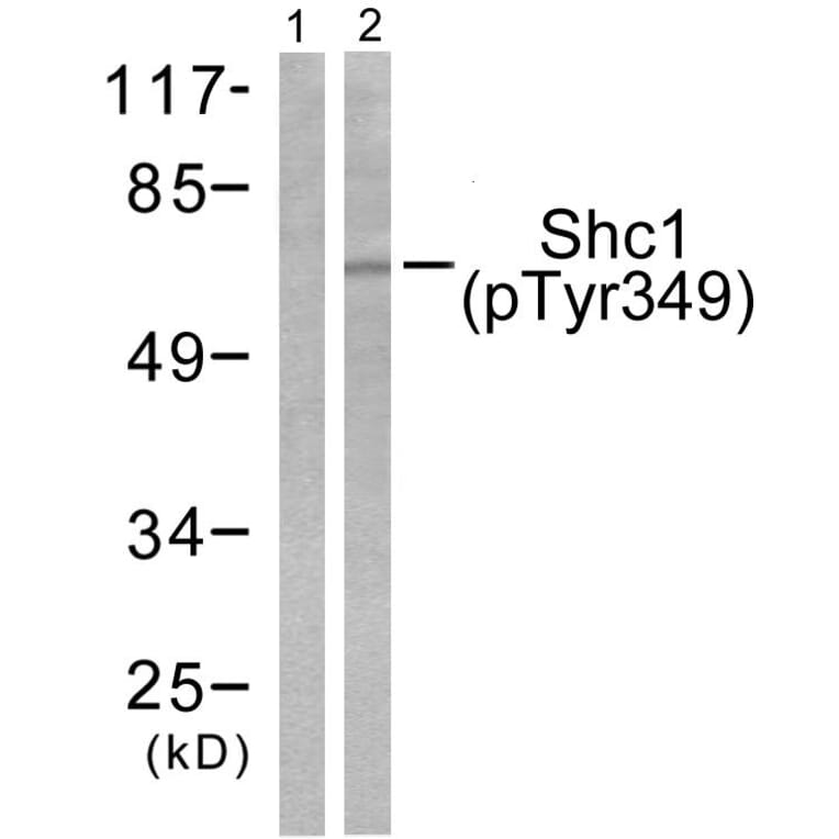Western Blot - Anti-Shc (phospho Tyr349) Antibody (A0024) - Antibodies.com