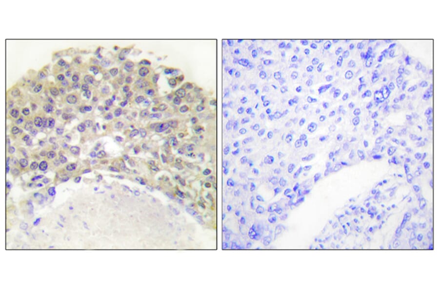 Immunohistochemistry - Anti-Shc (phospho Tyr349) Antibody (A0024) - Antibodies.com