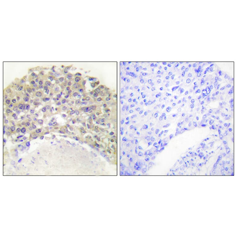 Immunohistochemistry - Anti-Shc (phospho Tyr349) Antibody (A0024) - Antibodies.com
