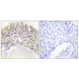 Immunohistochemistry - Anti-Shc (phospho Tyr349) Antibody (A0024) - Antibodies.com