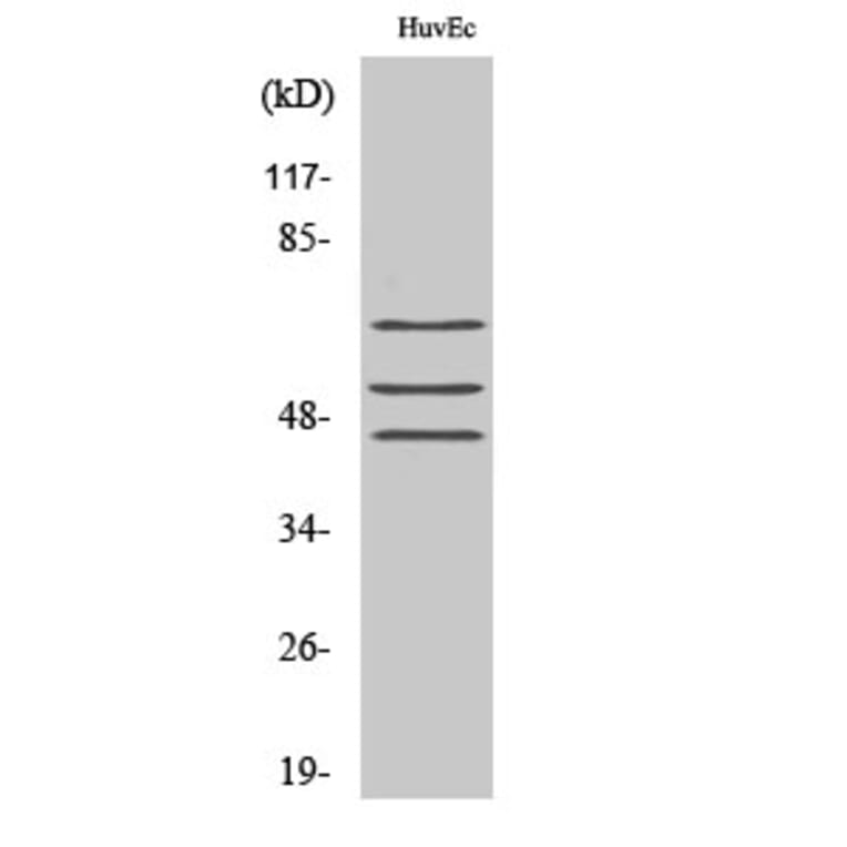 Western Blot - Anti-Shc (phospho Tyr349) Antibody (A0024) - Antibodies.com