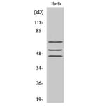 Western Blot - Anti-Shc (phospho Tyr349) Antibody (A0024) - Antibodies.com