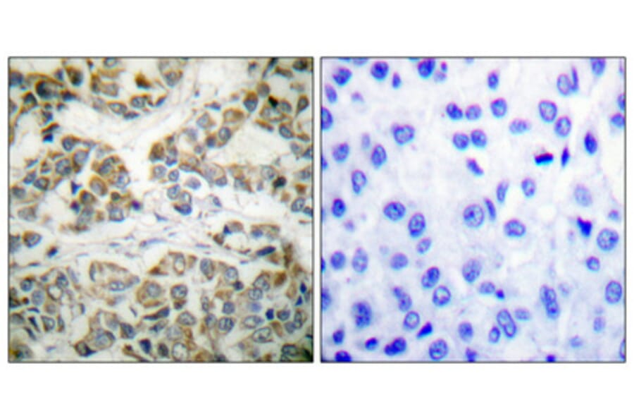 Immunohistochemistry - Anti-Shc (phospho Tyr349) Antibody (A0024) - Antibodies.com