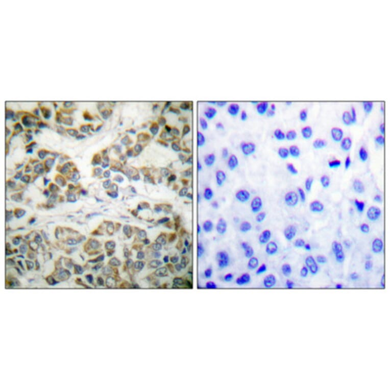 Immunohistochemistry - Anti-Shc (phospho Tyr349) Antibody (A0024) - Antibodies.com