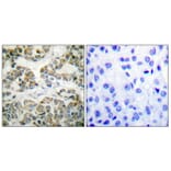Immunohistochemistry - Anti-Shc (phospho Tyr349) Antibody (A0024) - Antibodies.com