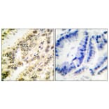 Immunohistochemistry - Anti-SGK (phospho Ser422) Antibody (A0087) - Antibodies.com