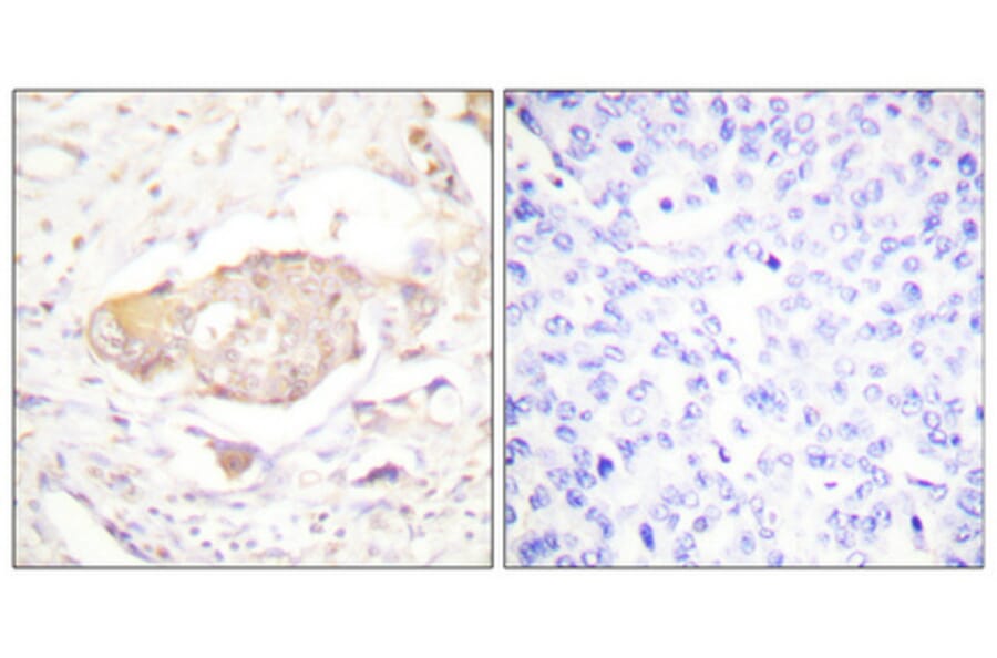 Immunohistochemistry - Anti-SGK (phospho Ser422) Antibody (A0087) - Antibodies.com