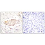 Immunohistochemistry - Anti-SGK (phospho Ser422) Antibody (A0087) - Antibodies.com