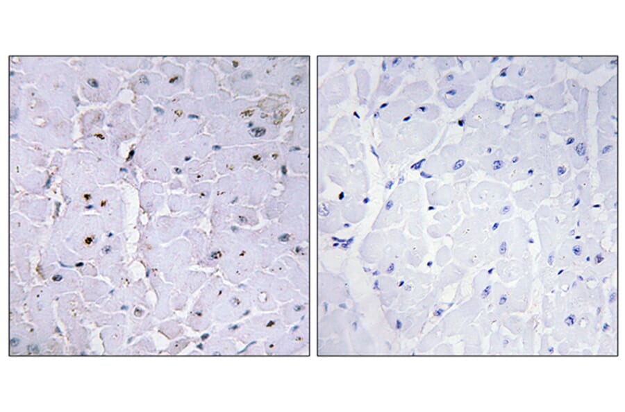 Immunohistochemistry - Anti-Pin1 (phospho Ser16) Antibody (A0713) - Antibodies.com