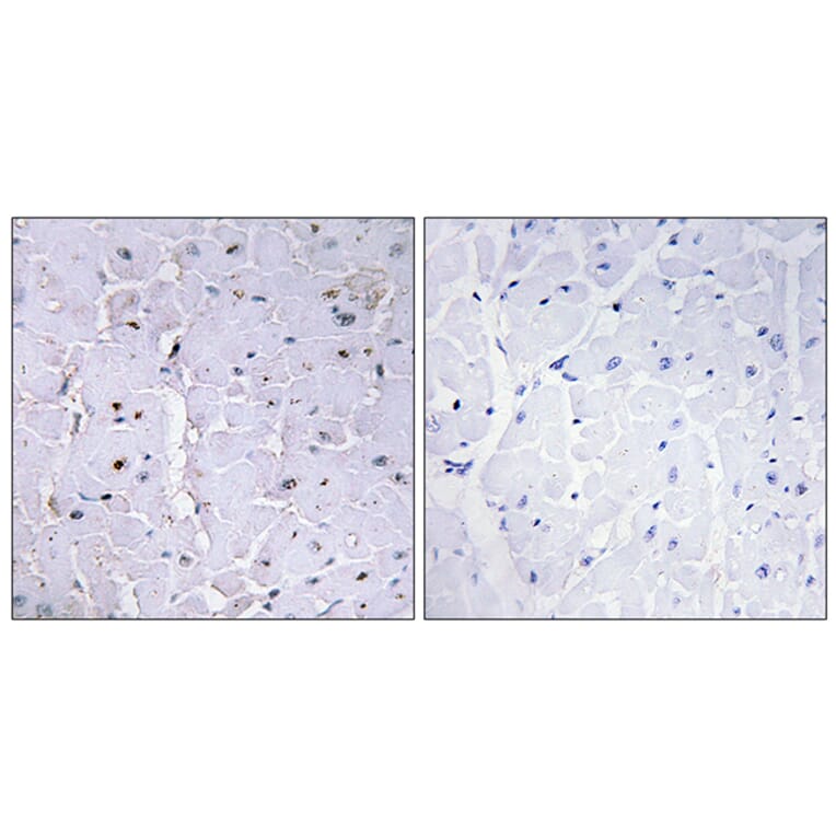 Immunohistochemistry - Anti-Pin1 (phospho Ser16) Antibody (A0713) - Antibodies.com
