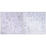 Immunohistochemistry - Anti-Pin1 (phospho Ser16) Antibody (A0713) - Antibodies.com