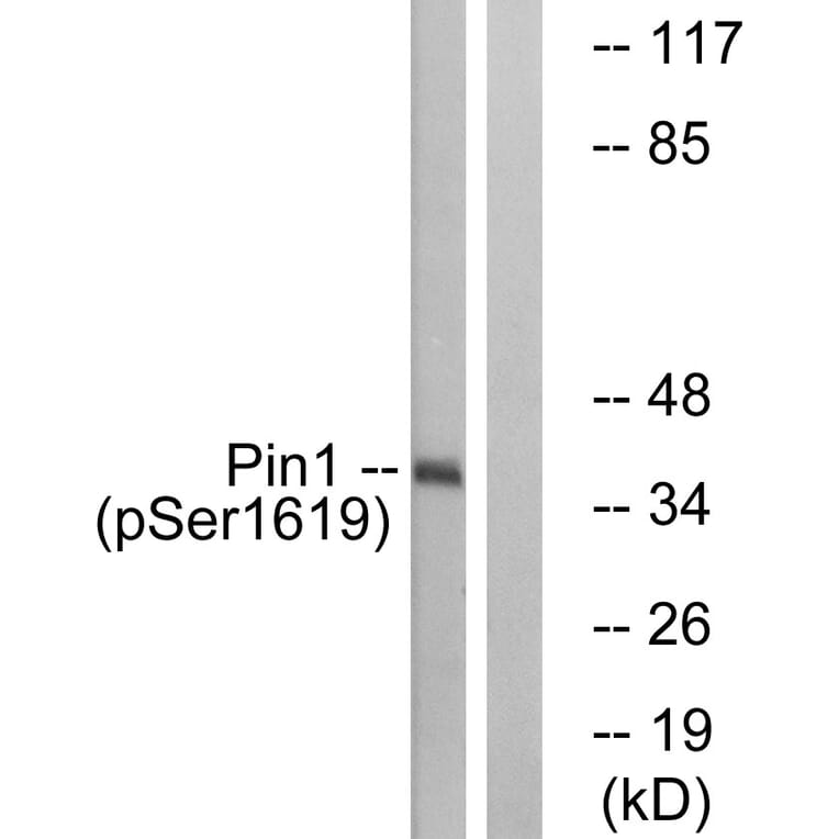 Western Blot - Anti-Pin1 (phospho Ser16) Antibody (A0713) - Antibodies.com