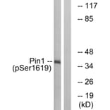 Western Blot - Anti-Pin1 (phospho Ser16) Antibody (A0713) - Antibodies.com