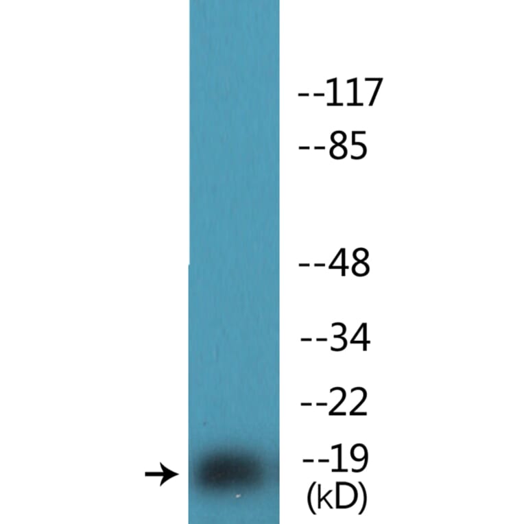 Western Blot - Anti-Pin1 (phospho Ser16) Antibody (P12-1164) - Antibodies.com