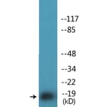 Western Blot - Anti-Pin1 (phospho Ser16) Antibody (P12-1164) - Antibodies.com
