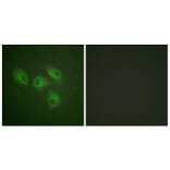 Immunofluorescence - Anti-PI3-kinase p85-alpha Antibody (B1225) - Antibodies.com