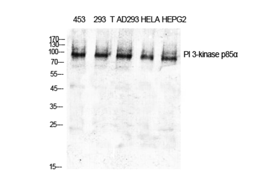 Western Blot - Anti-PI3-kinase p85-alpha Antibody (B1225) - Antibodies.com