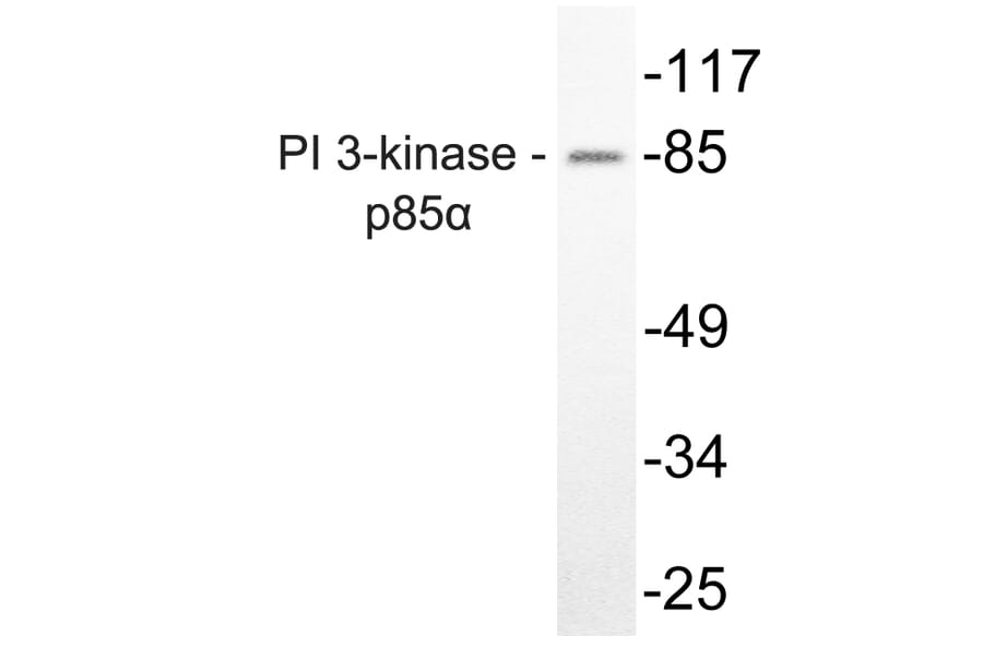 Western Blot - Anti-PI 3-kinase p85alpha Antibody (R12-2307) - Antibodies.com