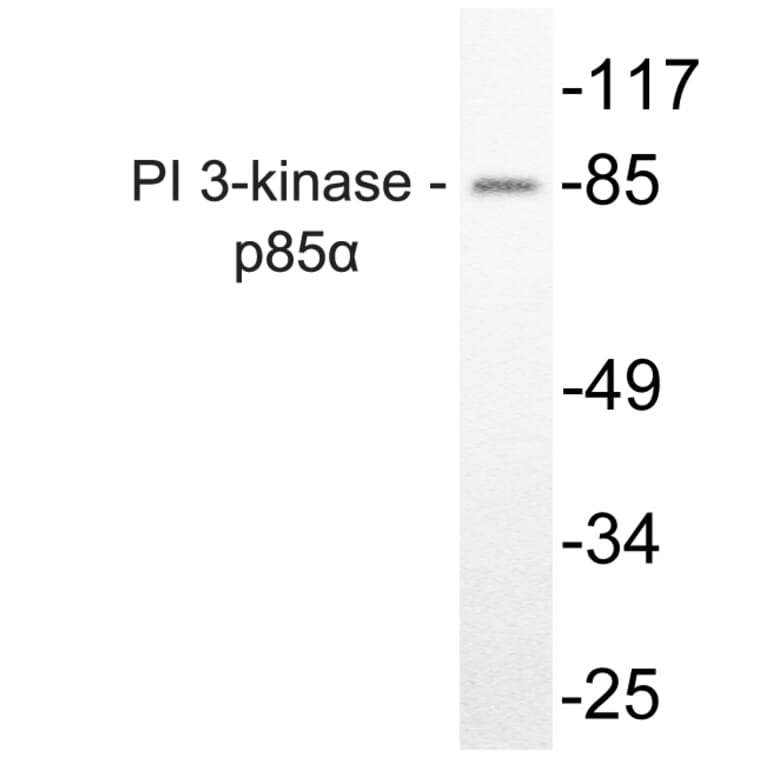 Western Blot - Anti-PI 3-kinase p85alpha Antibody (R12-2307) - Antibodies.com