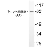 Western Blot - Anti-PI 3-kinase p85alpha Antibody (R12-2307) - Antibodies.com