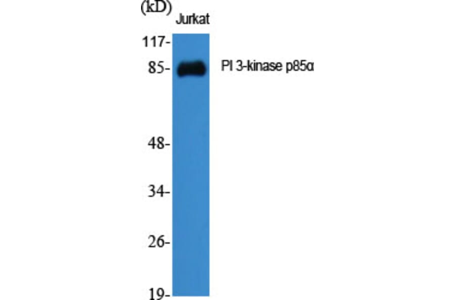 Western Blot - Anti-PI 3-kinase p85alpha Antibody (R12-2307) - Antibodies.com