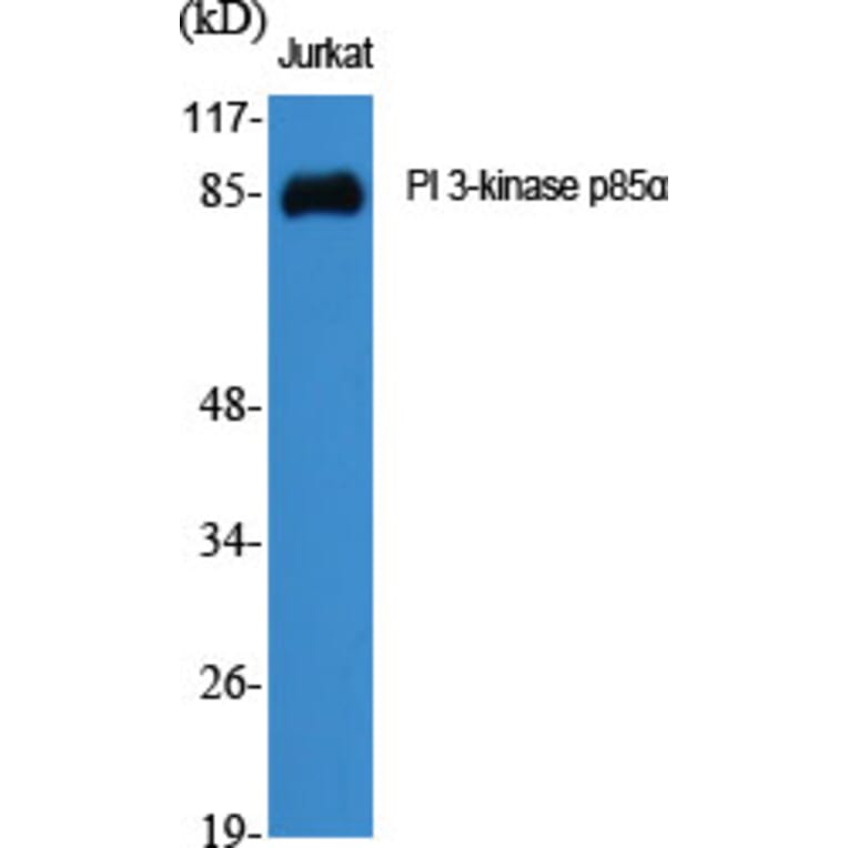 Western Blot - Anti-PI 3-kinase p85alpha Antibody (R12-2307) - Antibodies.com