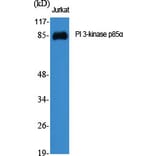 Western Blot - Anti-PI 3-kinase p85alpha Antibody (R12-2307) - Antibodies.com